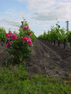 gros-plan-vigne.jpg