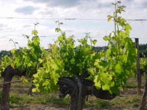 pied-de-vigne-puisseguin-saint-emilion.jpg