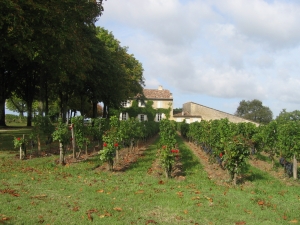 saint-emilion-gironde-vignes.jpg