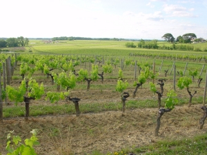 vigne-proche-pomerol.jpg