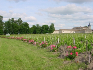 vignes-chateau-corbin-saint-emilion.jpg