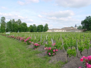 vignes-chateau-corbin.jpg
