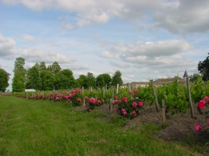 vignes-et-roses.jpg