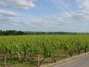 vignes-montagne.jpg