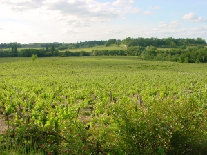 vignes-puisseguin.jpg